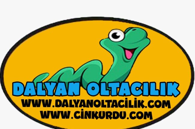 Cin kurdu